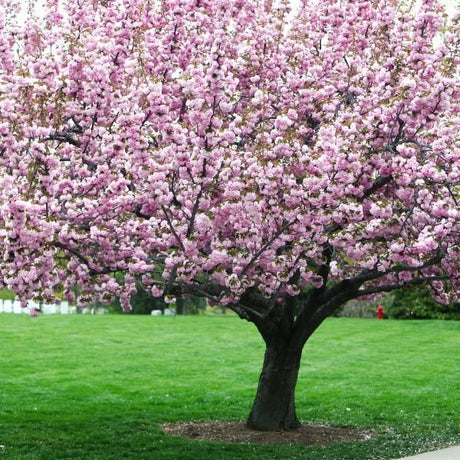 Trees · Willoway Nurseries