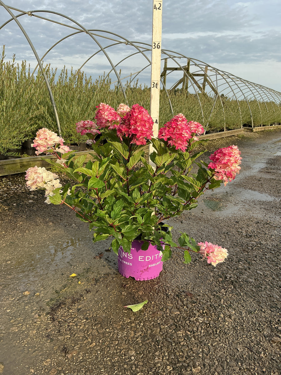 Hydrangea paniculata 'Spring Sizzle’ (Bailpanthree)