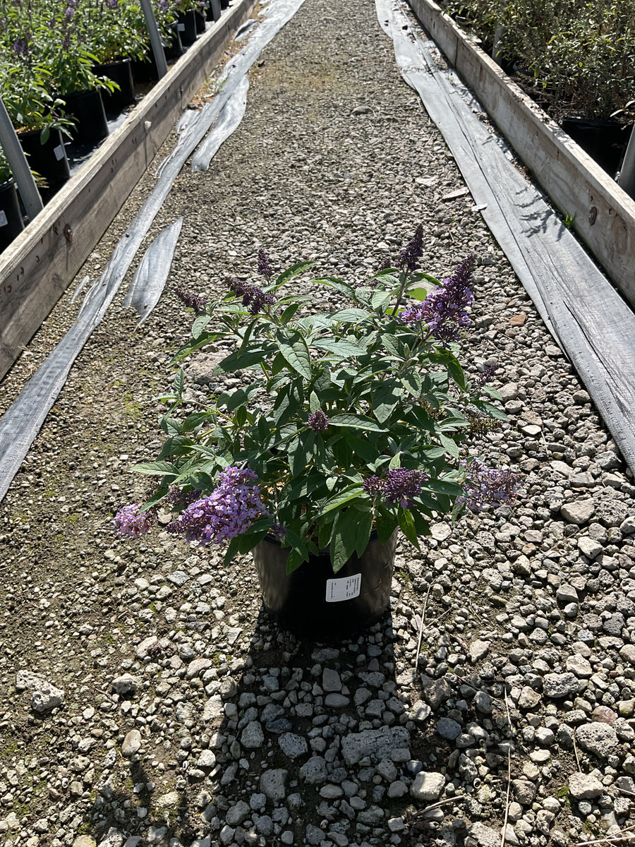 Buddleia davidii ‘Li'l Lavender’ ('BotEx 004')