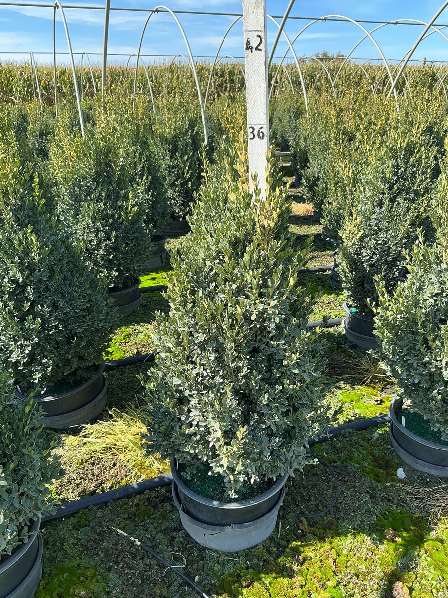Buxus microphylla 'Green Mountain'