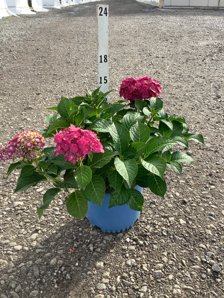 Hydrangea macrophylla 'Summer Crush'