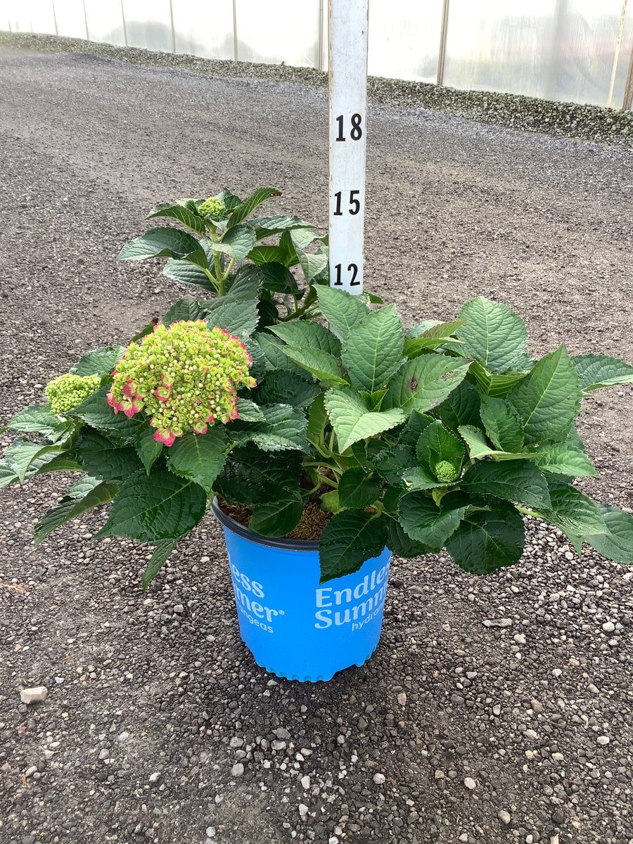 Hydrangea macrophylla 'Summer Crush'