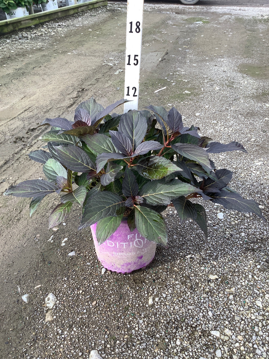 Hydrangea macrophylla 'Eclipse'
