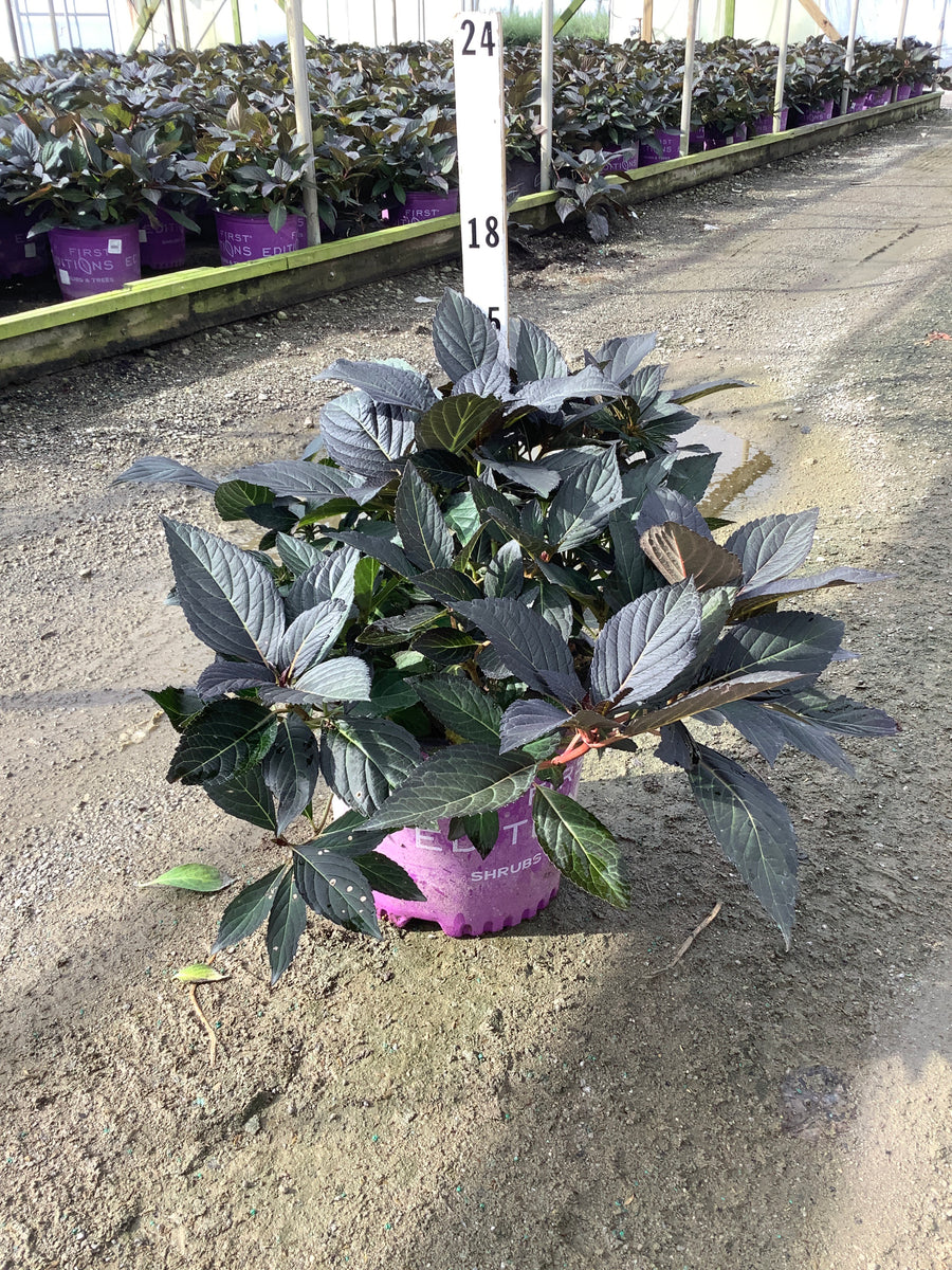 Hydrangea macrophylla 'Eclipse'