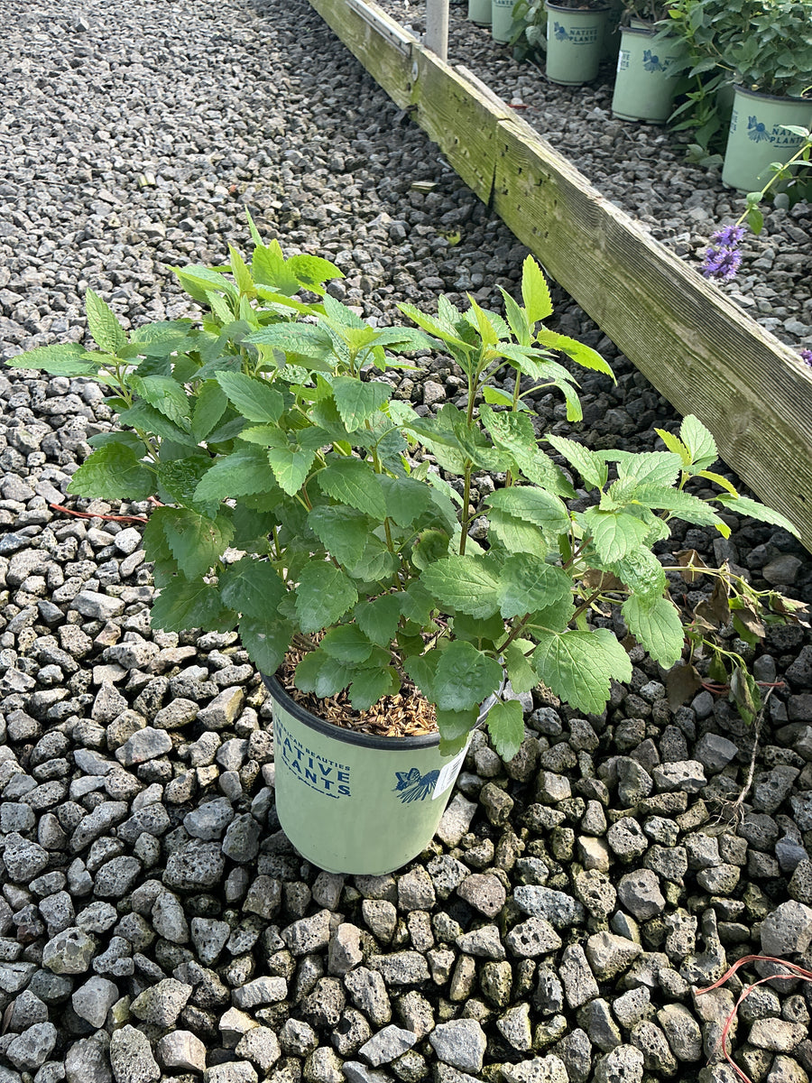 Agastache foeniculum