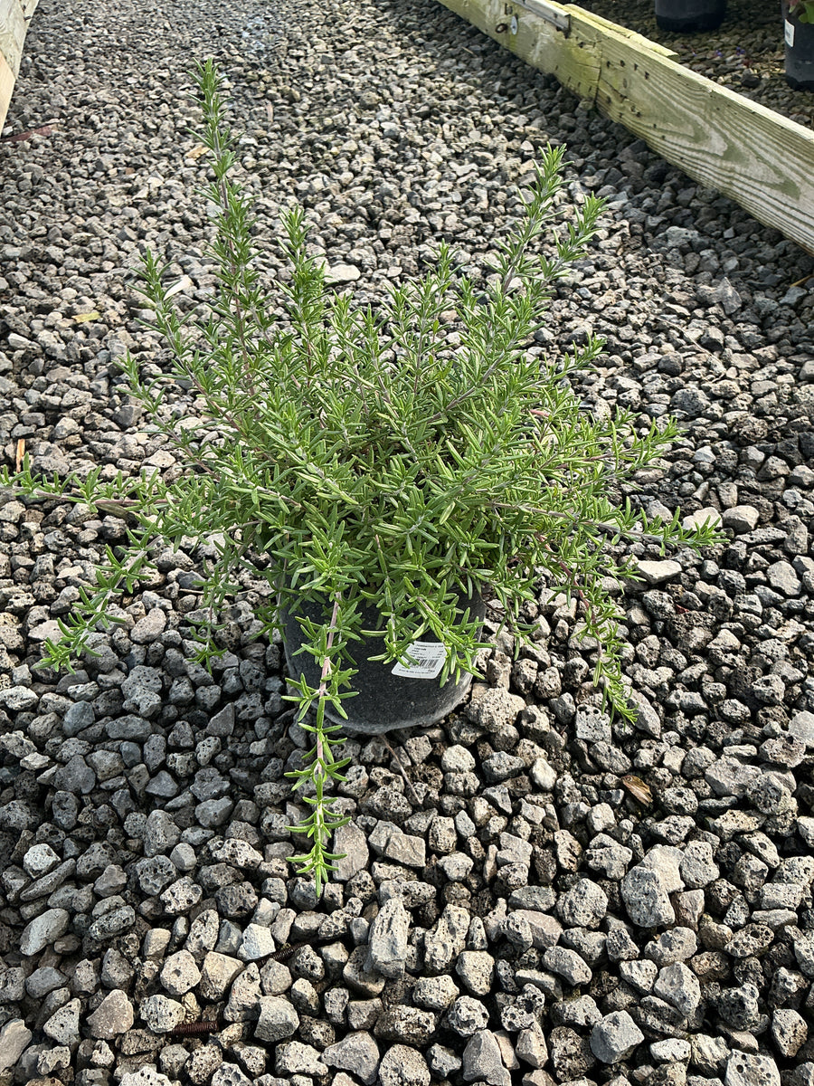 ROSEMARINUS O. BLUE CASCADE