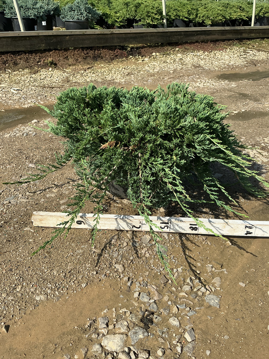 Juniperus horizontalis 'Wiltoni'