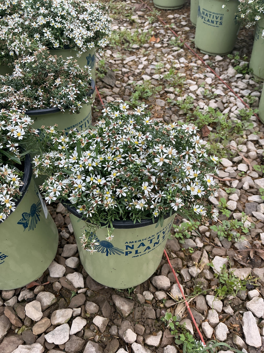 Aster ericoides 'Snow Flurry'