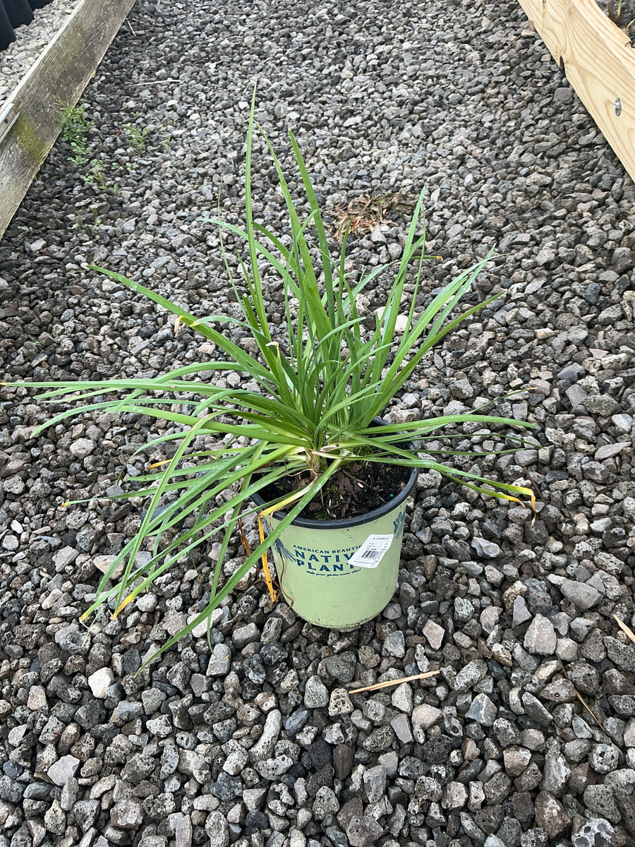 Allium cernuum