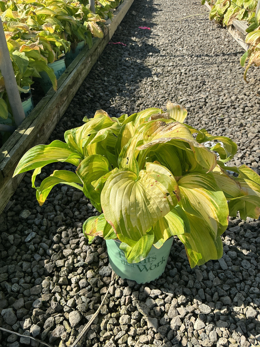 Hosta 'Old Glory'
