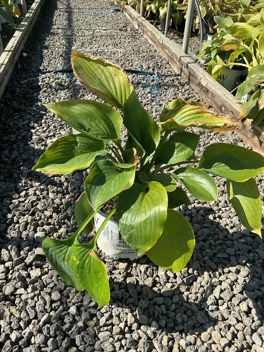 Hosta empress 'Empress Wu'