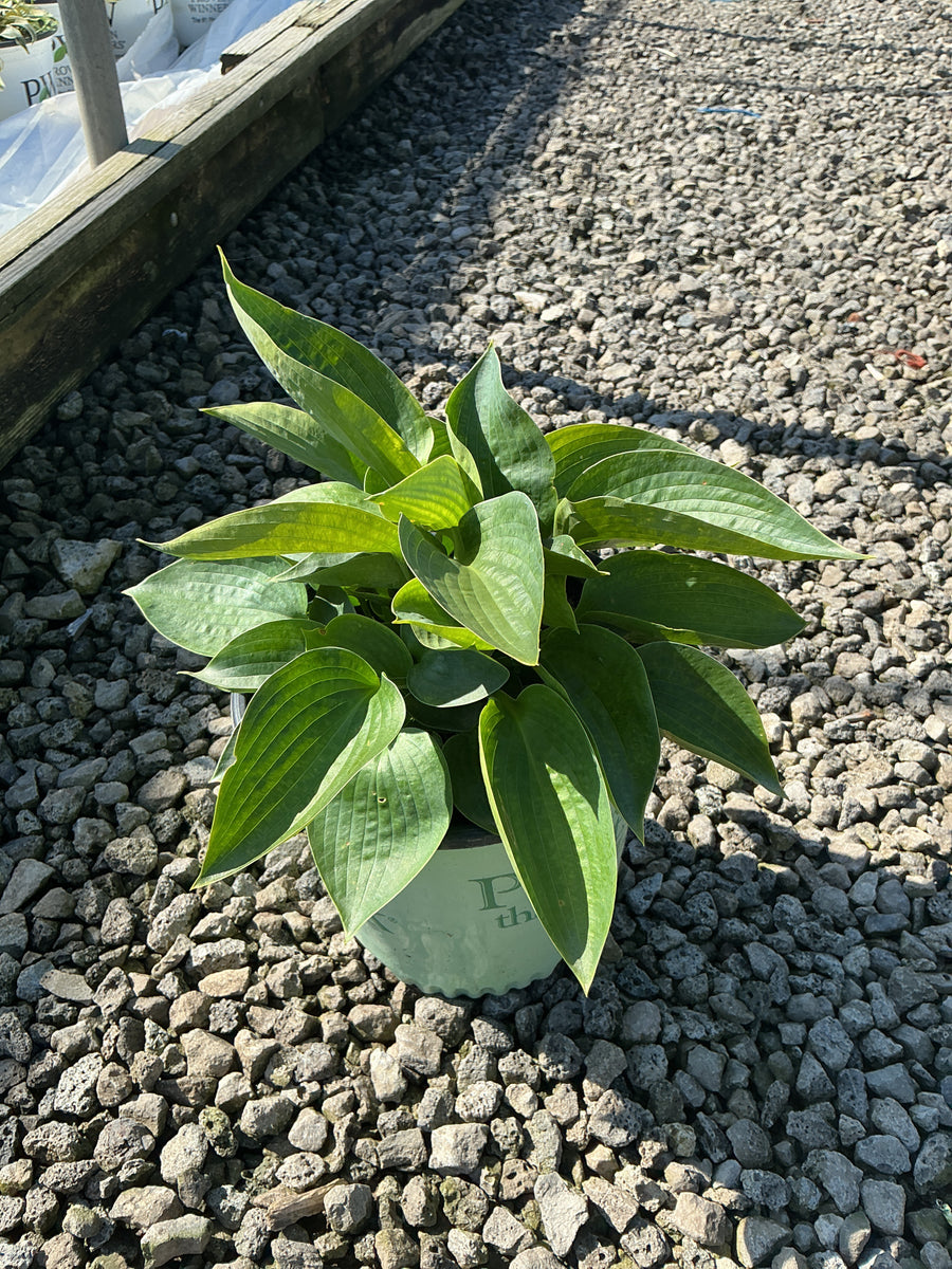 Hosta abiqua 'Drinking Gourd'