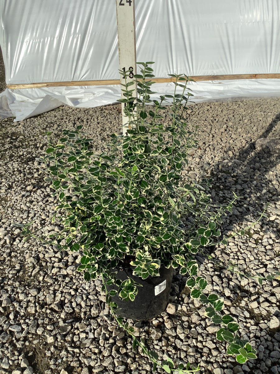 Euonymus fortunei 'Emerald Gaiety'