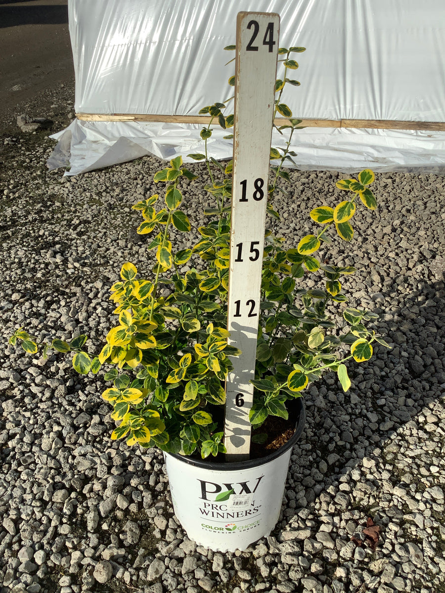 Euonymus fortunei 'Roemertwo'