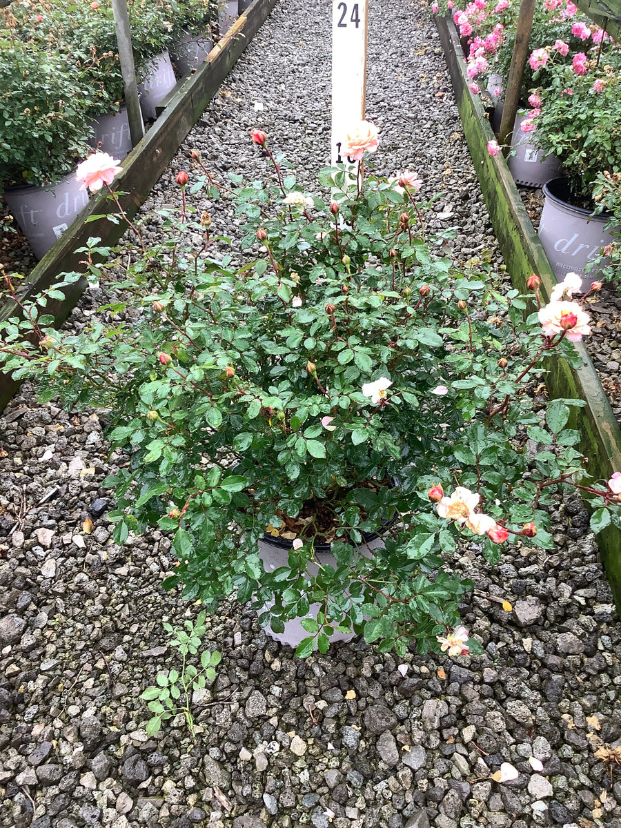 Rosa 'Drift Meimirrote'
