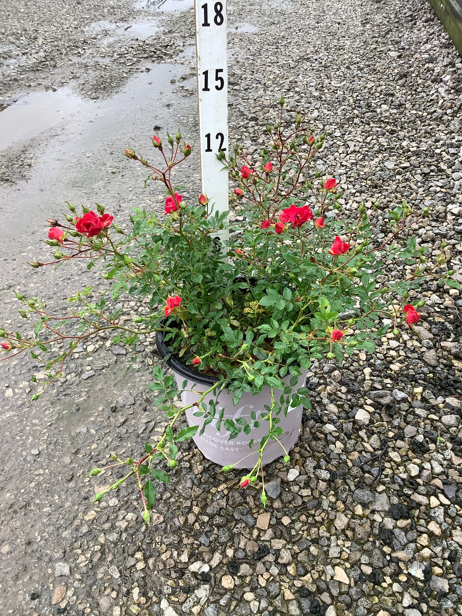 Rosa 'Drift Meigalpio'