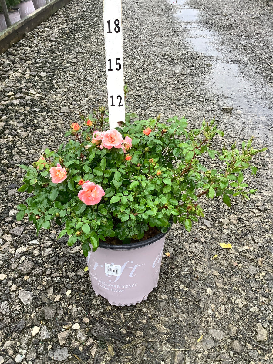 Rosa 'Drift Meiggili'