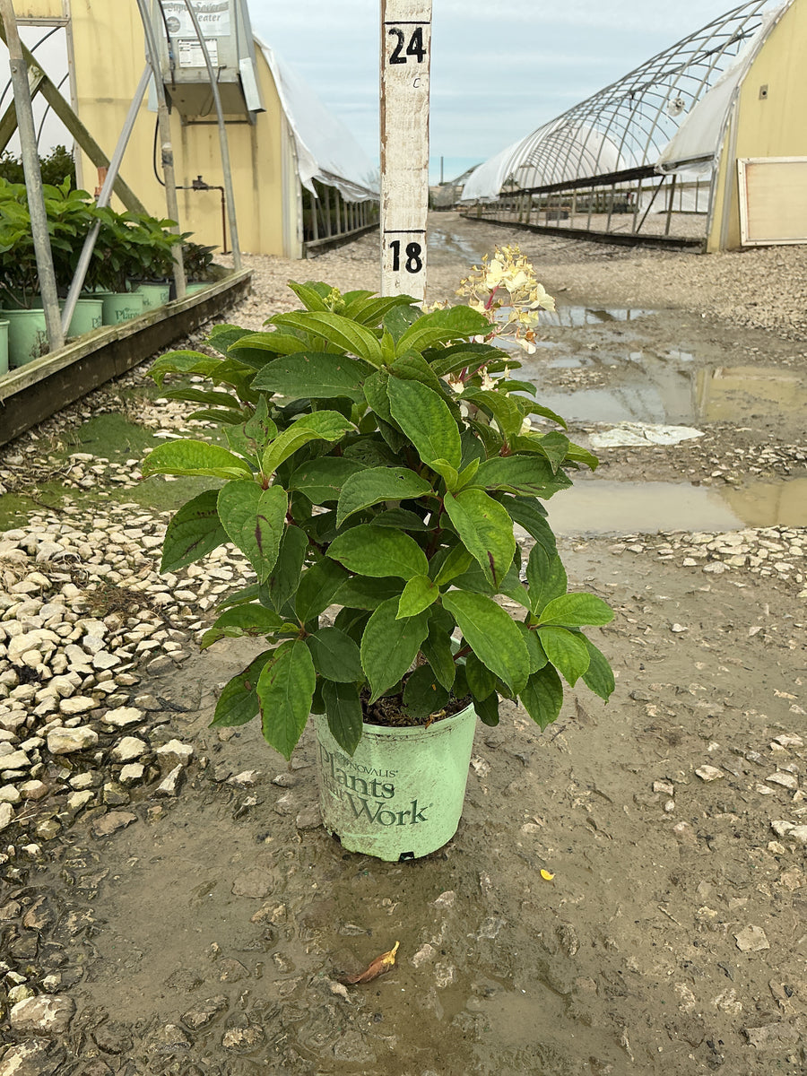Hydrangea paniculata 'Bailpantwo'