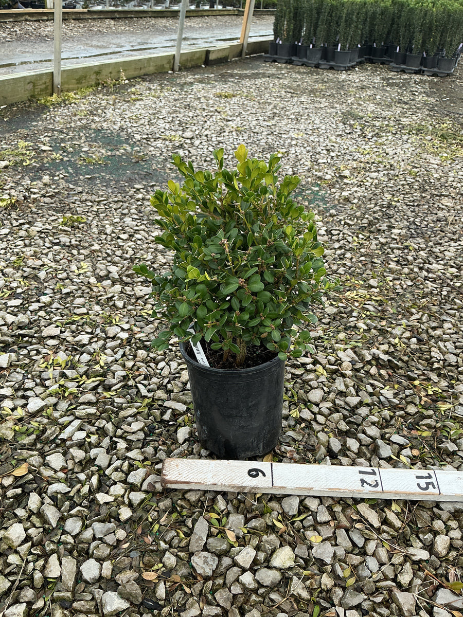 Buxus microphylla 'Winter Gem'