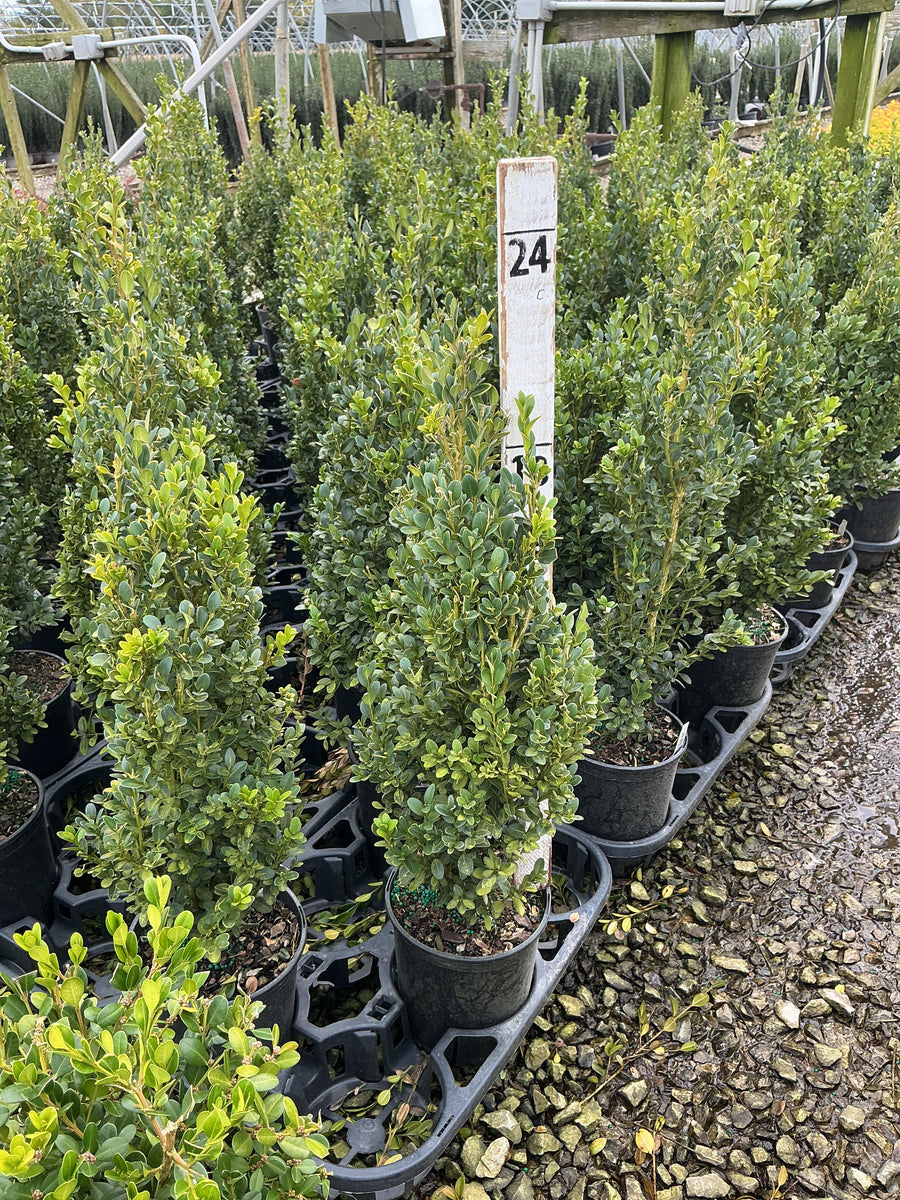 Buxus microphylla 'Green Mountain'