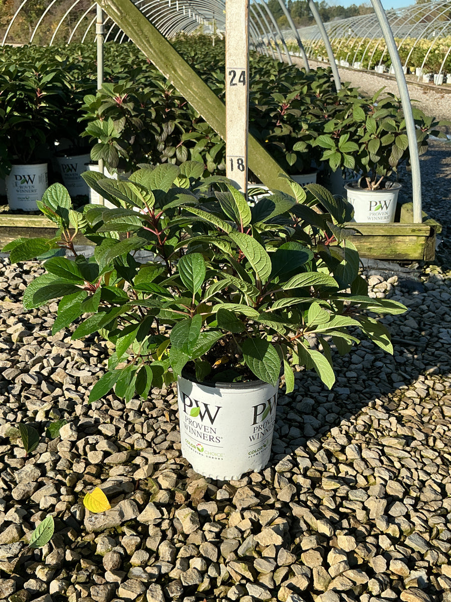 Hydrangea pan ‘Little Quick Fire'
