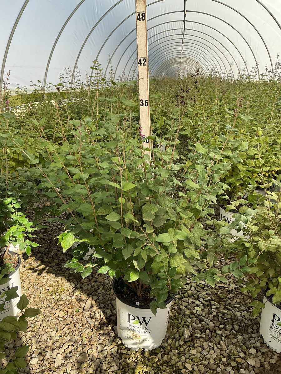 Syringa x 'Penda'