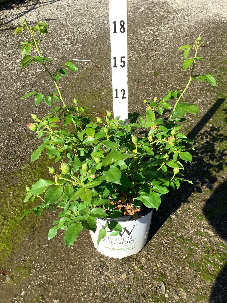 Rosa 'S At Last'