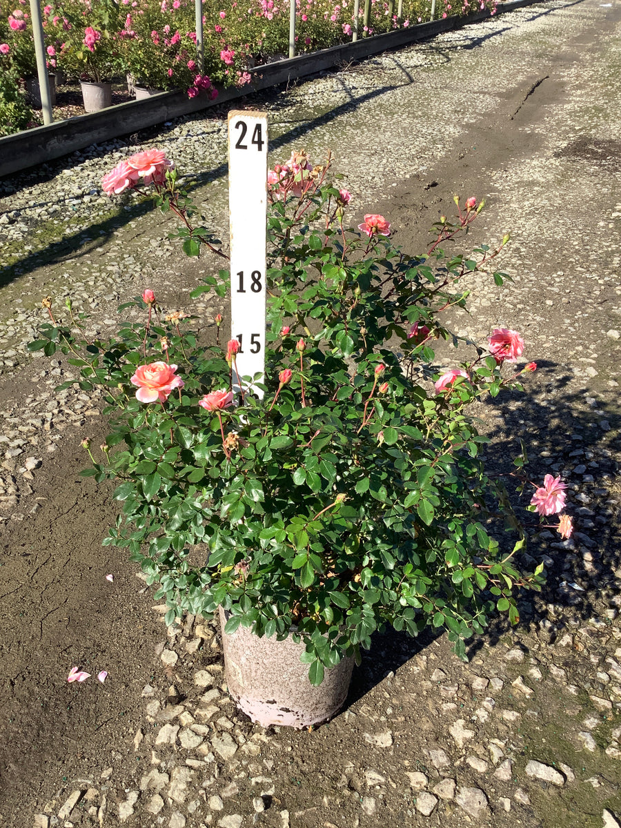 Rosa 'Drift Meimirrote'