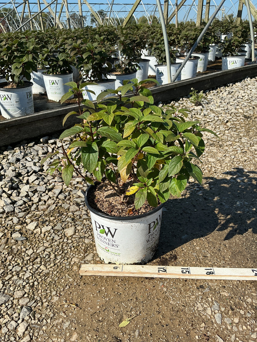 Hydrangea paniculata 'Bobo'
