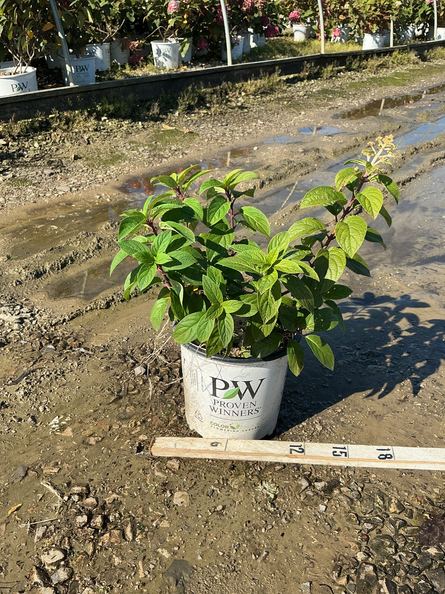 Hydrangea paniculata 'Bobo'