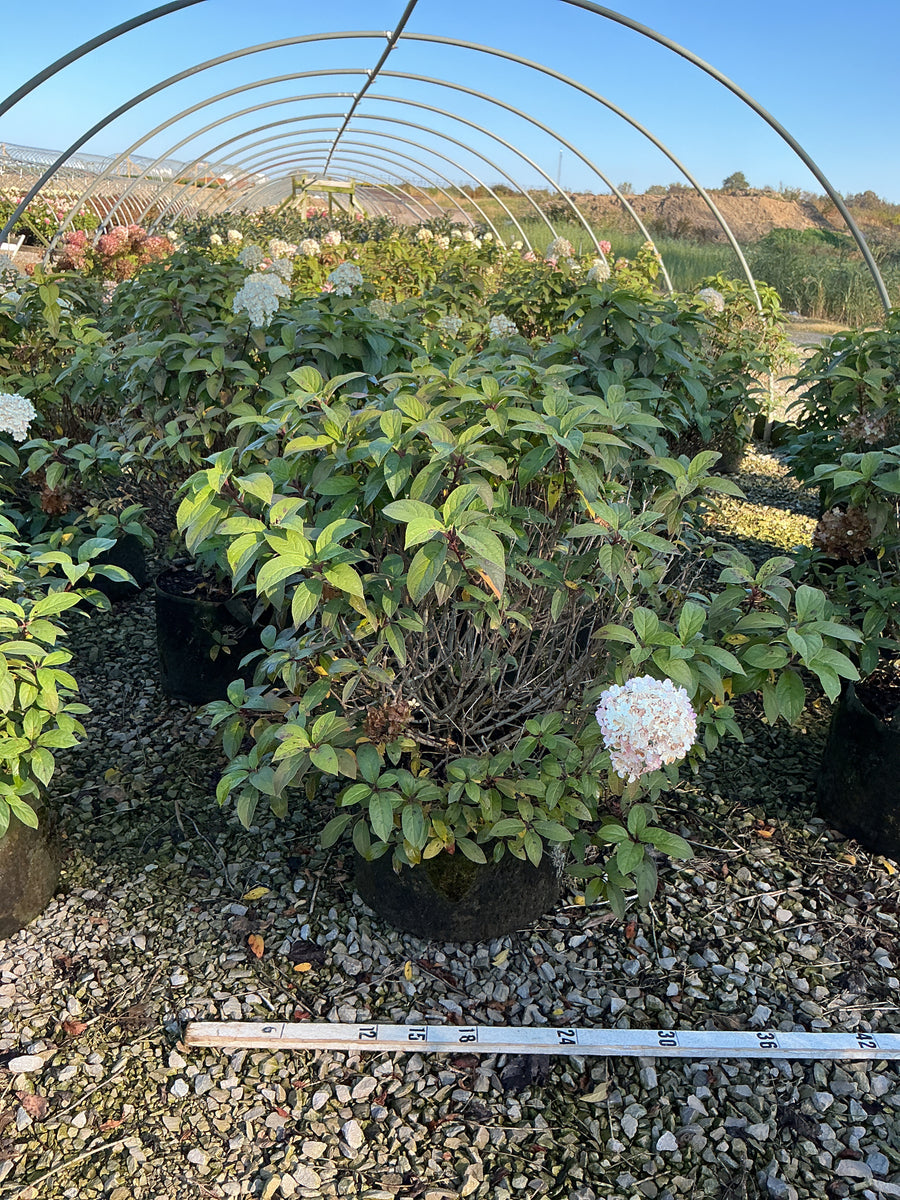Hydrangea paniculata 'Bobo'