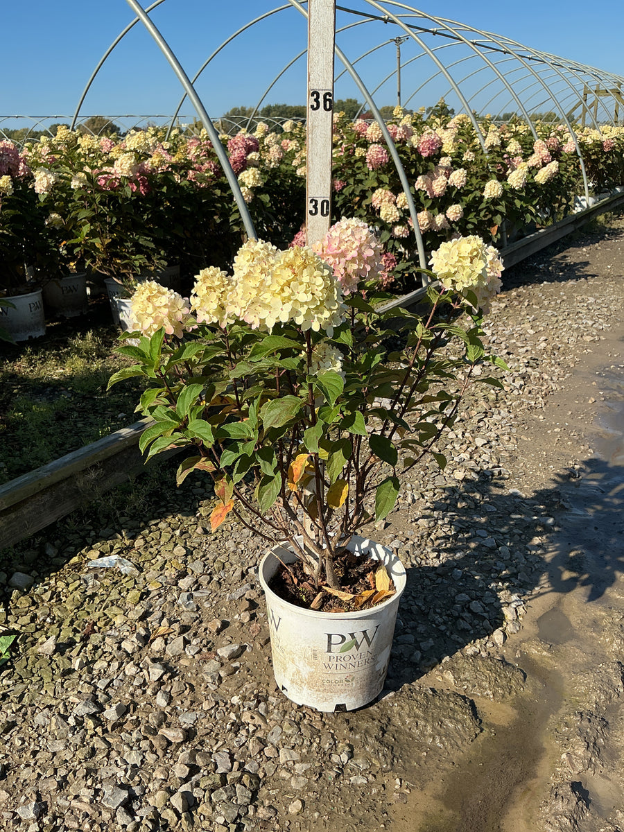Hydrangea 'P Limelight Prime'