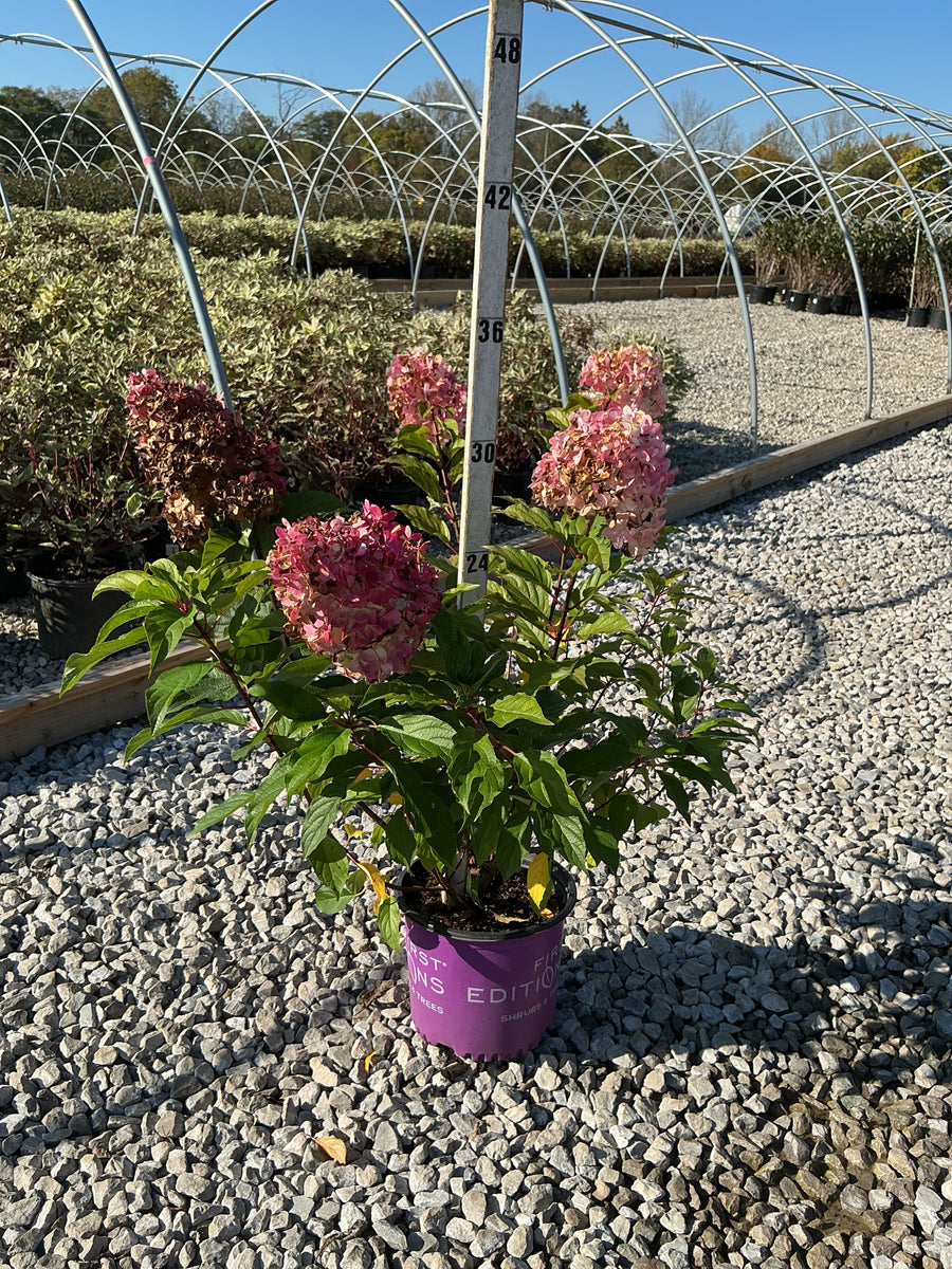 Hydrangea paniculata 'Renhy'