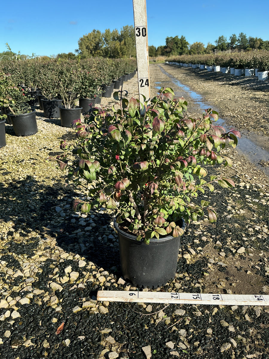 Euonymus alatus 'Compactus'