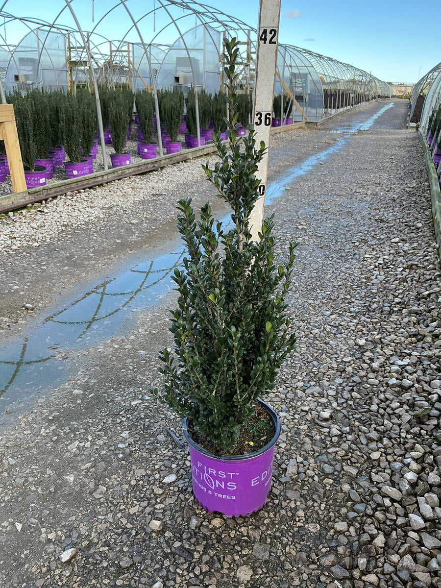 Ilex crenata 'Chubby Hubby'