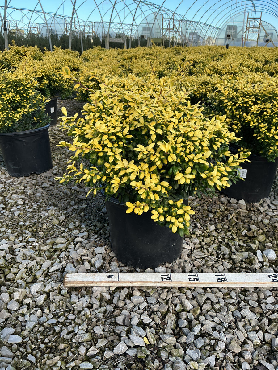 Ilex crenata 'Drops of Gold'