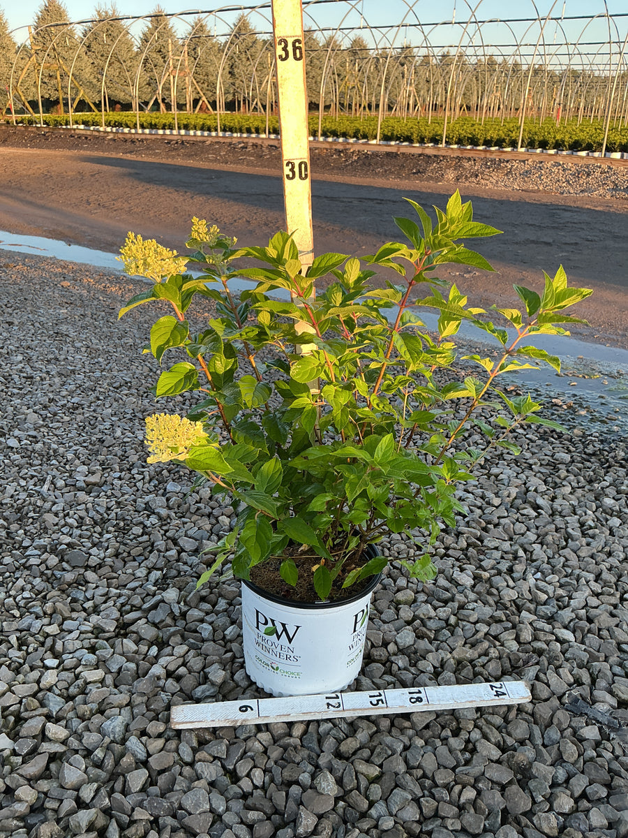 Hydrangea paniculata 'Zwijnenburg'