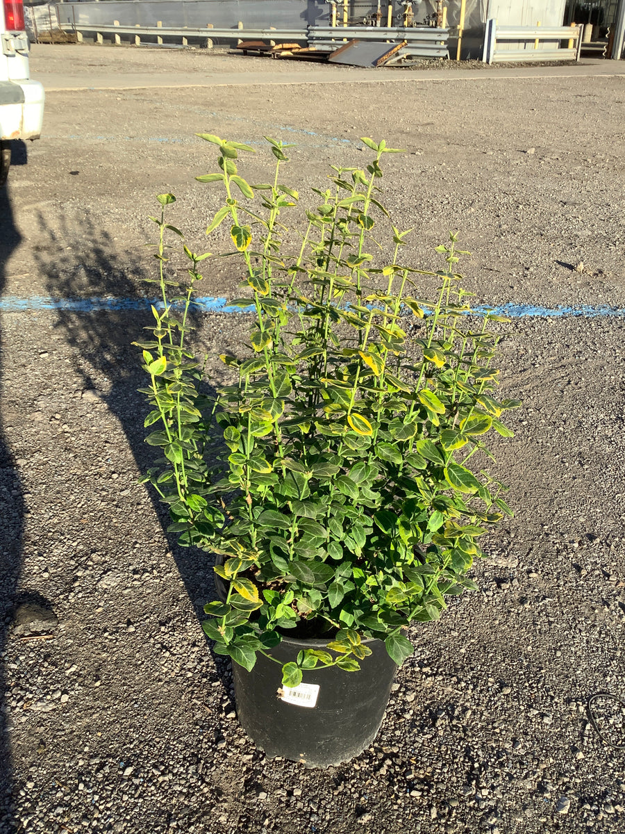 Euonymus fortunei 'Emerald N Gold'