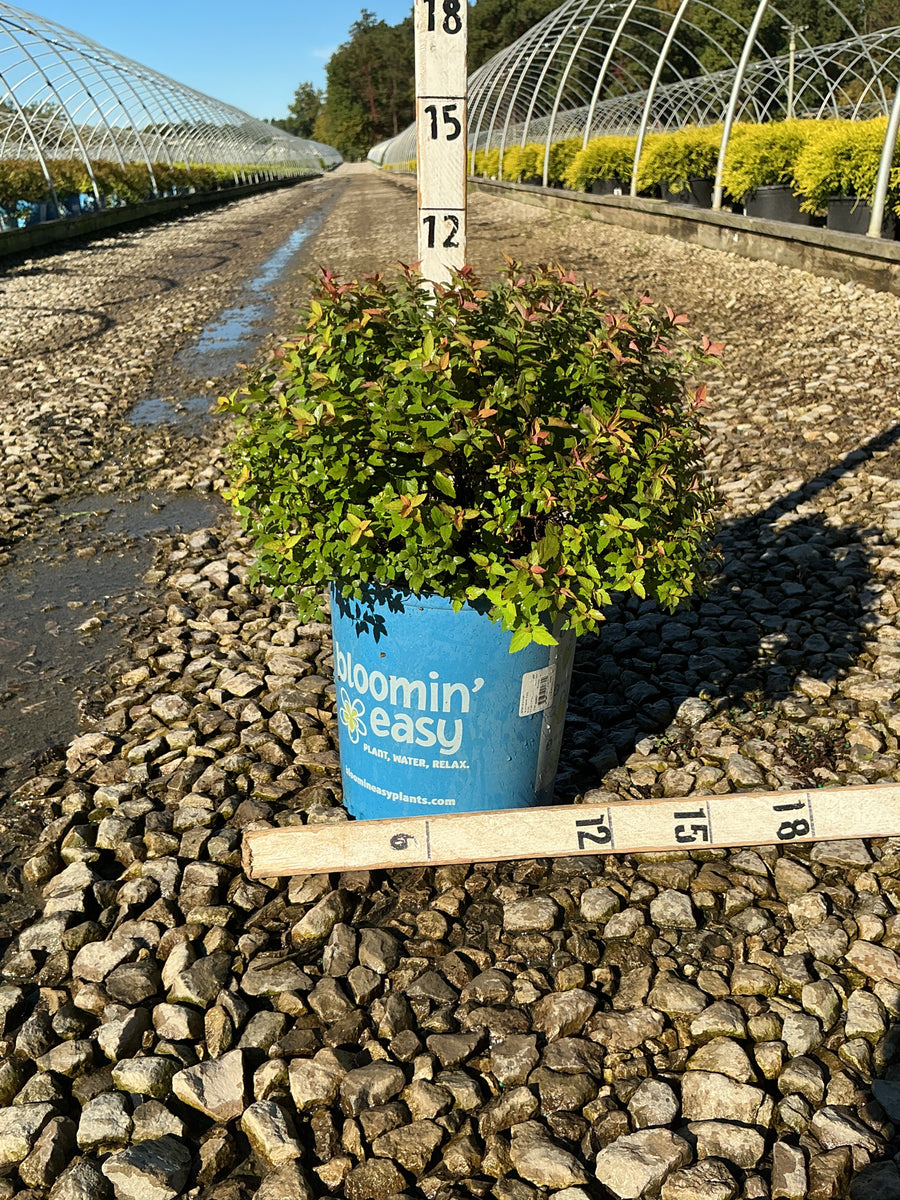 Spiraea JAP 'Rainbow Fizz'