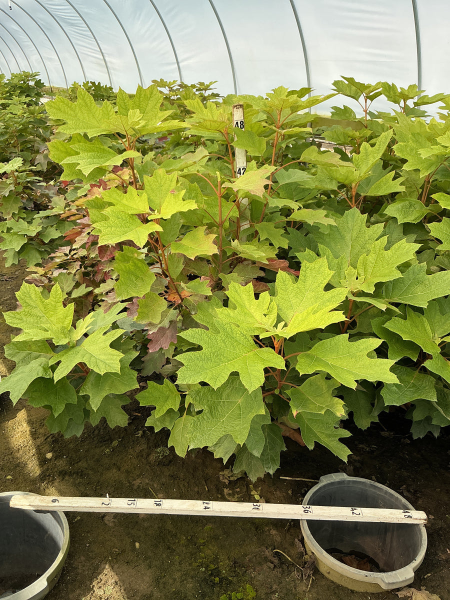 Hydrangea quercifolia 'Alice'