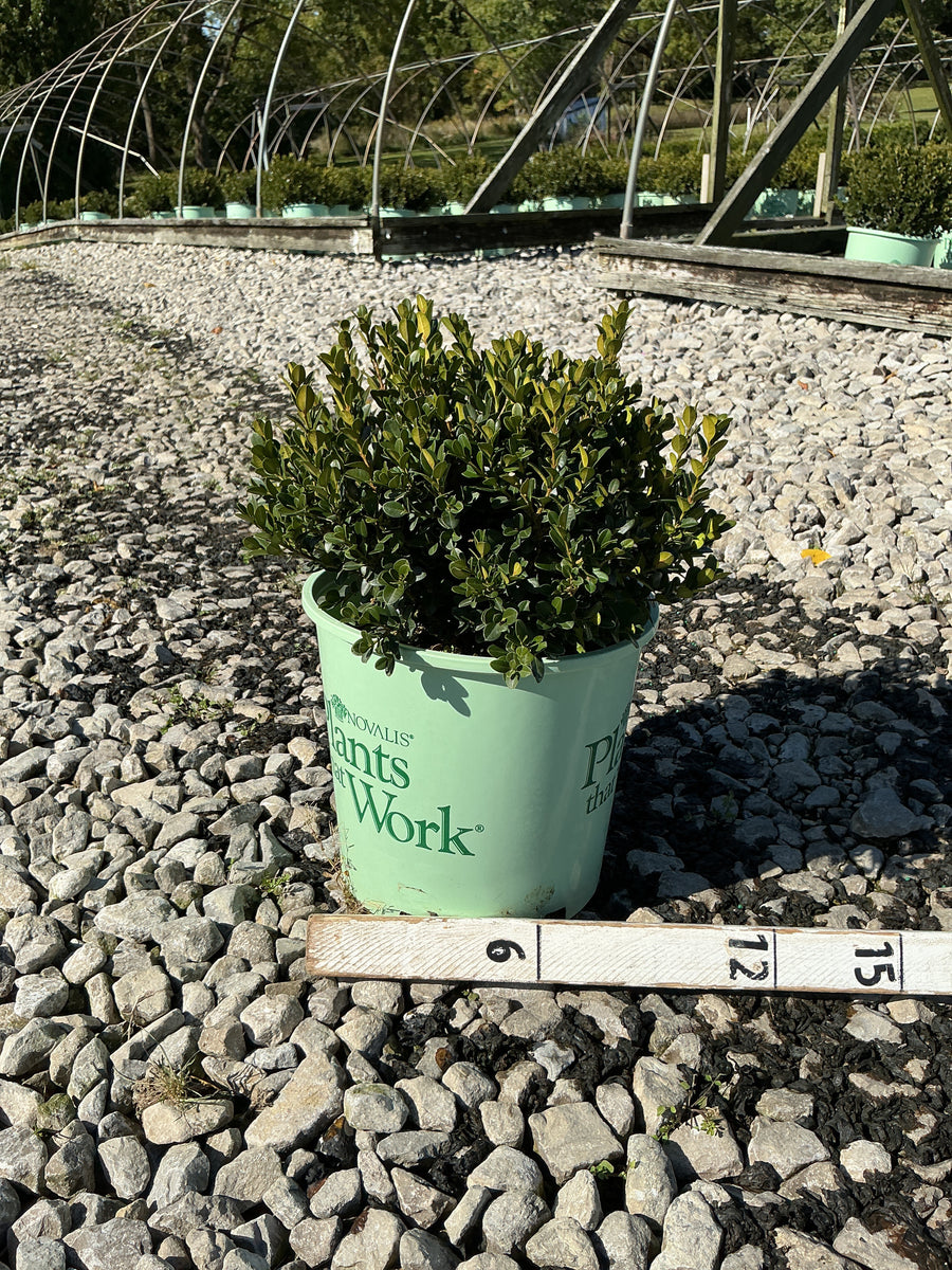 Buxus microphylla 'Little Missy'