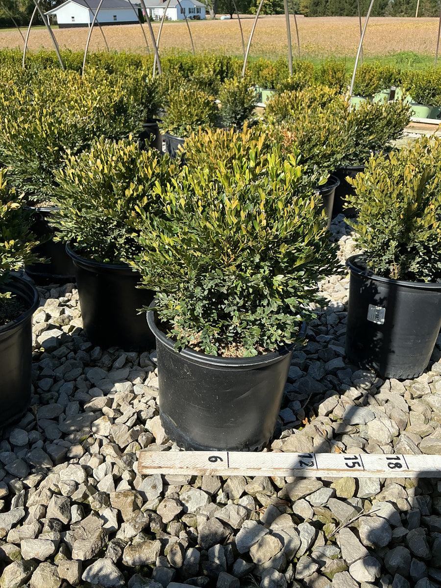 Buxus microphylla 'Green Gem'