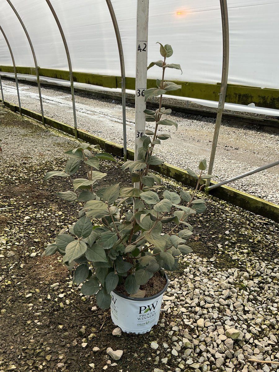 Viburnum carlesii 'Spice Girl'