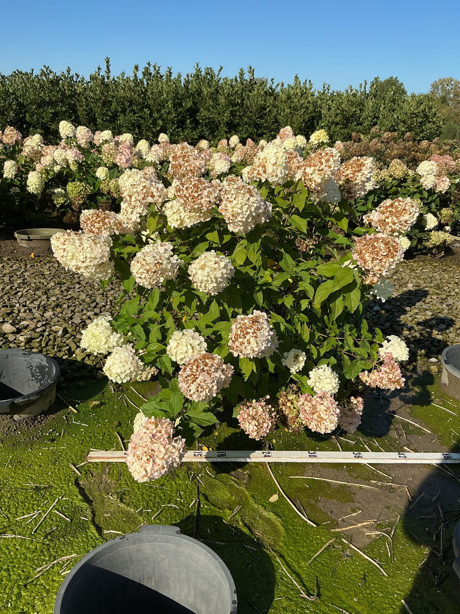 Hydrangea paniculata 'Zwijnenburg'