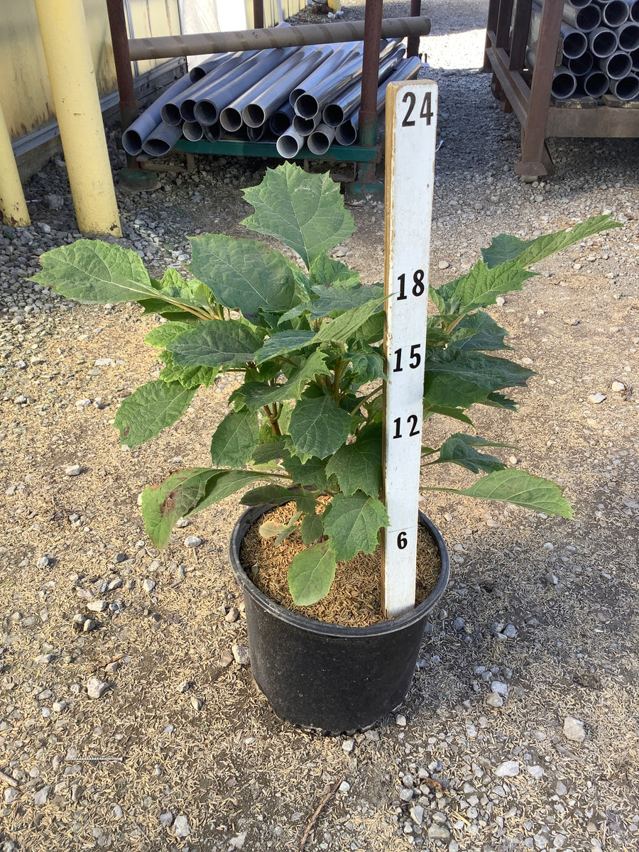 Hydrangea quercifolia 'Alice'