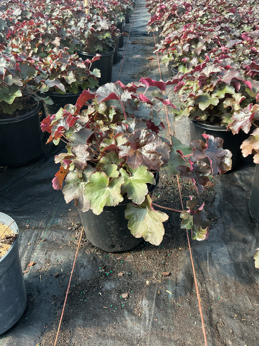 Heuchera palace 'Palace Purple'