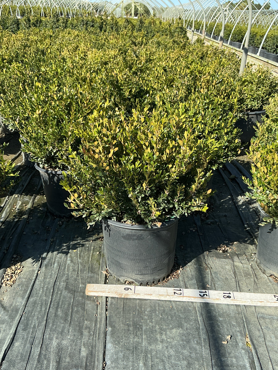 Buxus koreana x sempervirens 'Calgary'