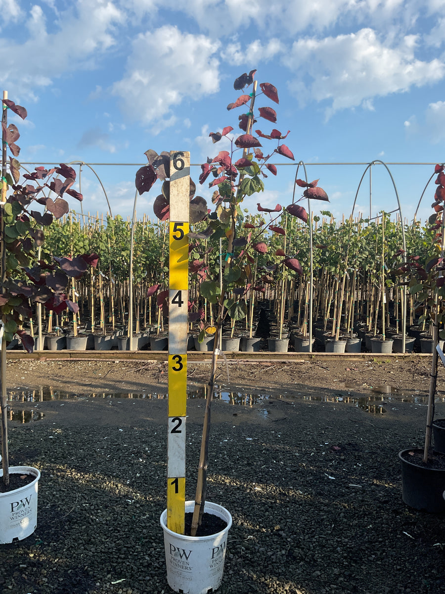 Cercis canadensis 'Midnight Express'