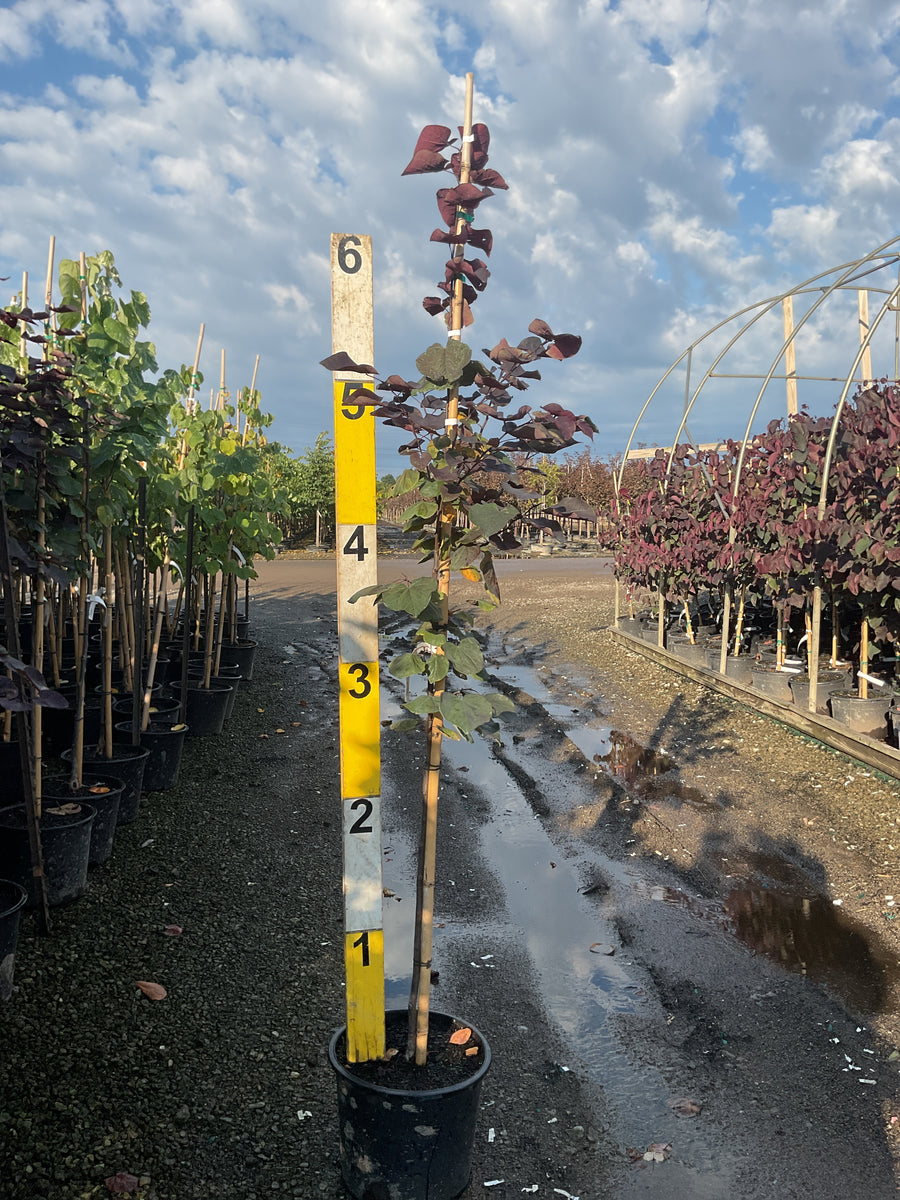 Cercis canadensis 'Black Pearl'