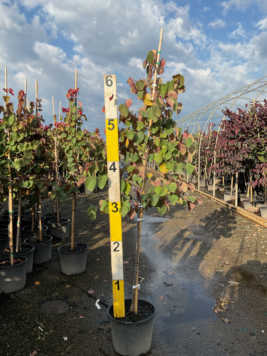 Cercis canadensis 'Hearts A' Fire'